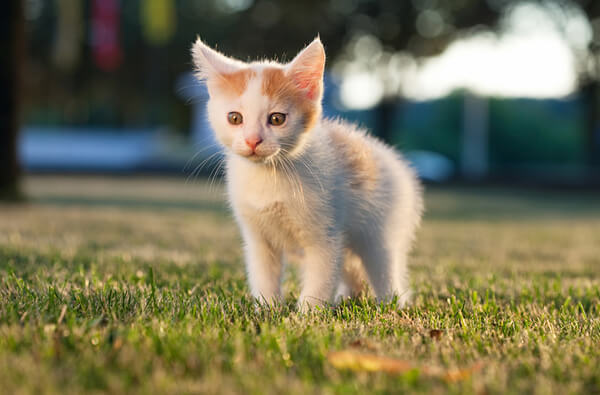 Veterinarian in Henderson, NC