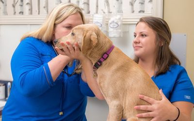 westhillsvet-comprehensive-examinations