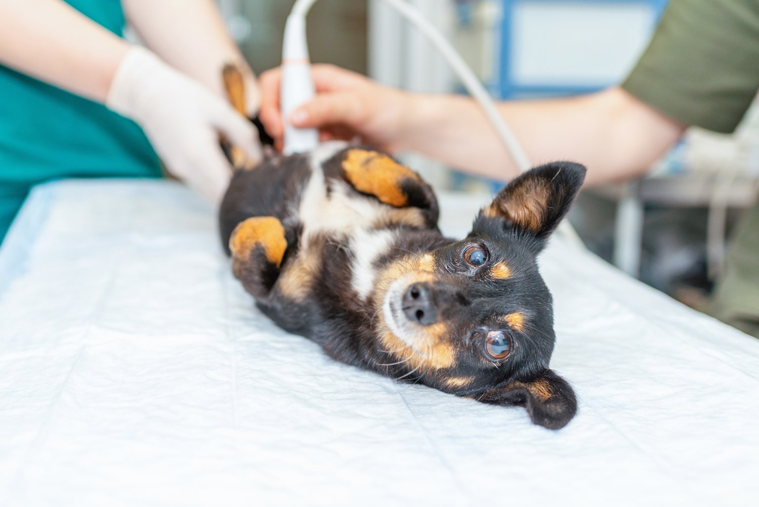 A small black and brown dog lying on its back during an ultrasound procedure at a veterinary clinic - Dog Ultrasound