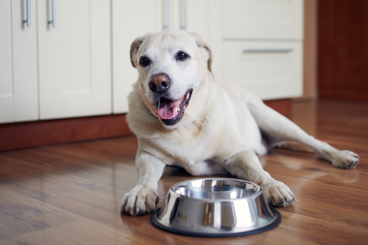 A cheerful Labrador lying on a kitchen floor beside a shiny metal food bowl - Old Dog